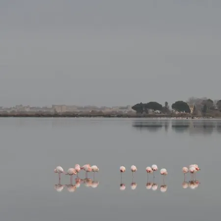 Saint Louis - Au Coeur Des Remparts Aigues-Mortes